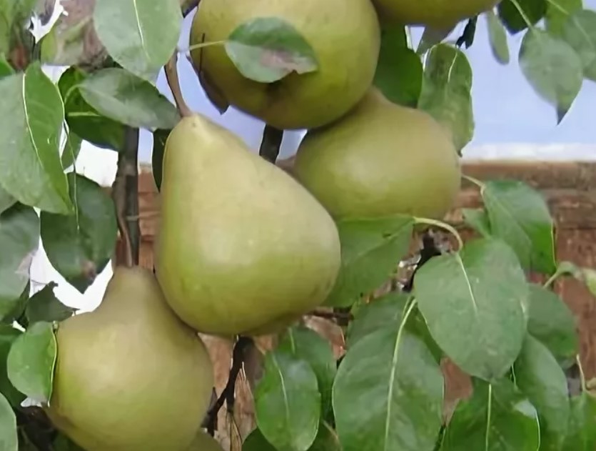 Сорт Черемшина