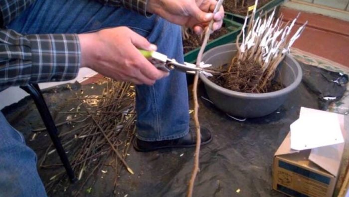 Резници от круши Резници от круши