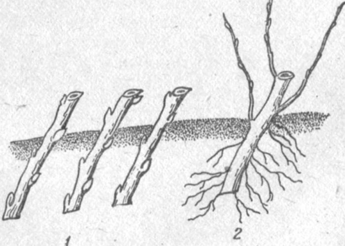 Резници и тяхното вкореняване Ускоряване на резниците