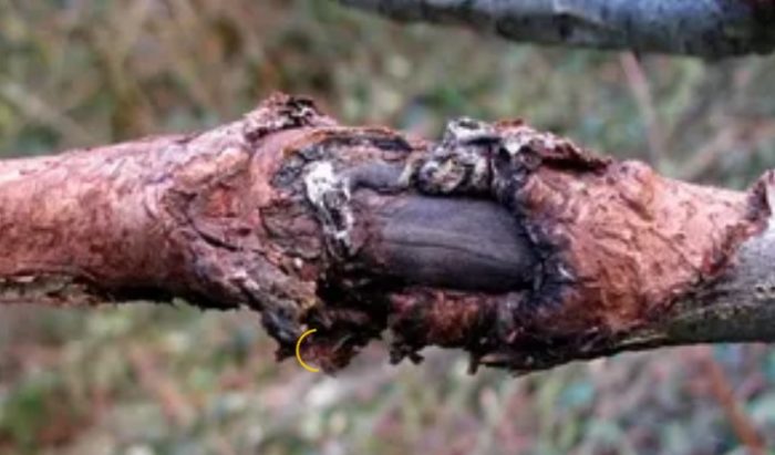 Черен рак Черен рак на крушата