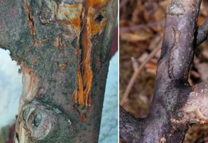 Гниене на ствола на крушата Циоспороза