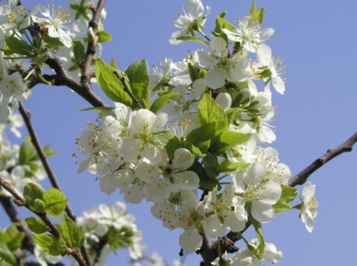 Крушово дърво в цвят Цветя по крушови дървета