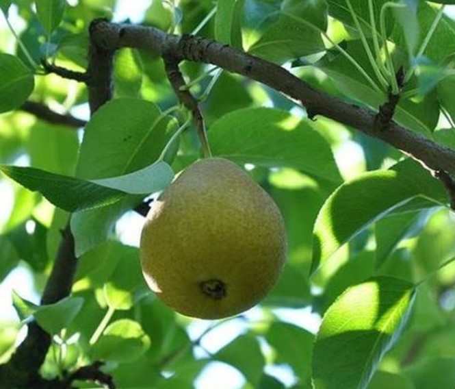 Сорт Палечка