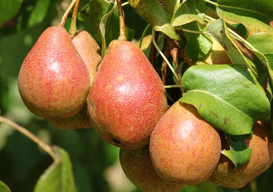 Сорт „Дюкеса“