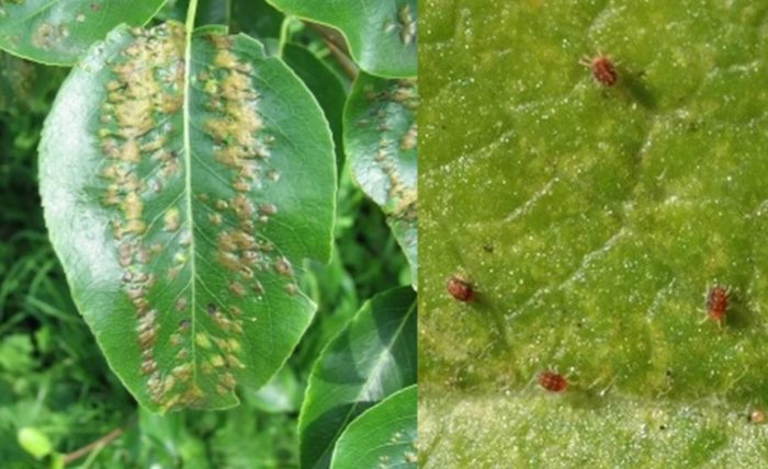 Жлъчен акари по крушово дърво Галска мушица