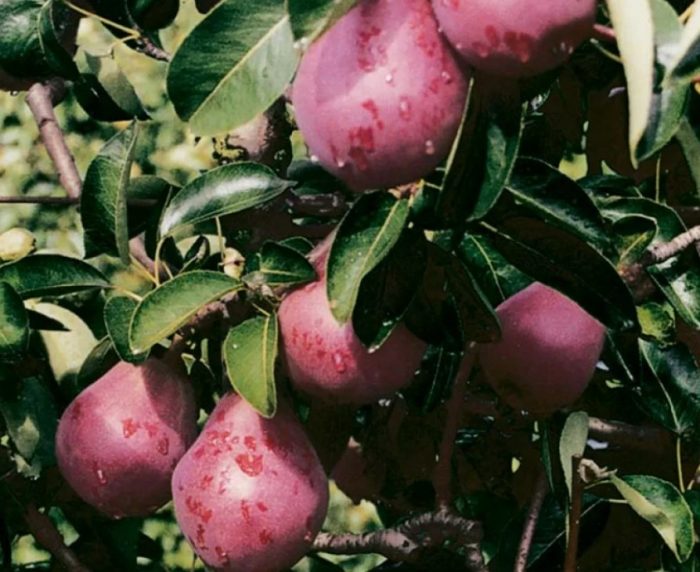 Сорт Кармен Колонова круша Кармен