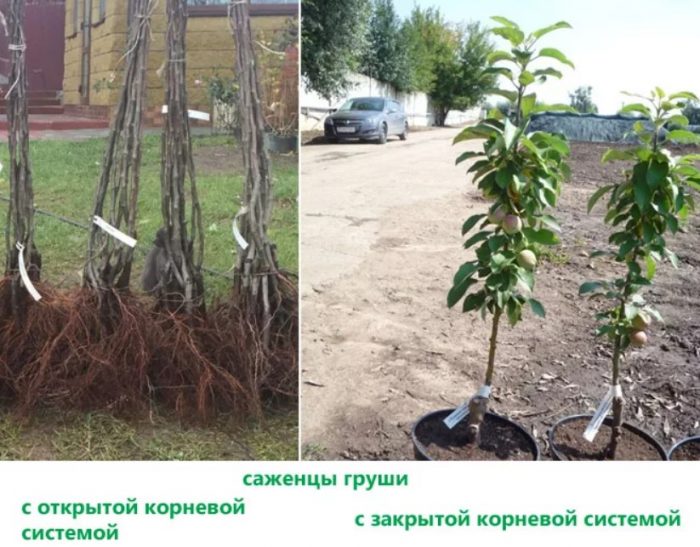 Разсад с отворена и затворена коренова система Два вида разсад