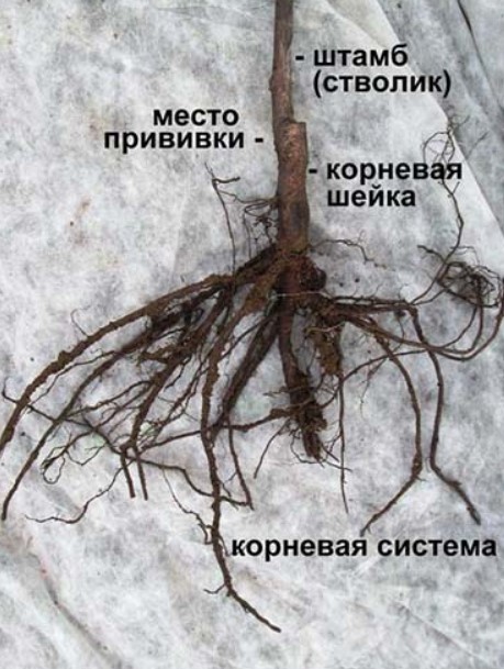 Коренова система Корени на разсад