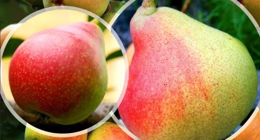 Червеностранна круша