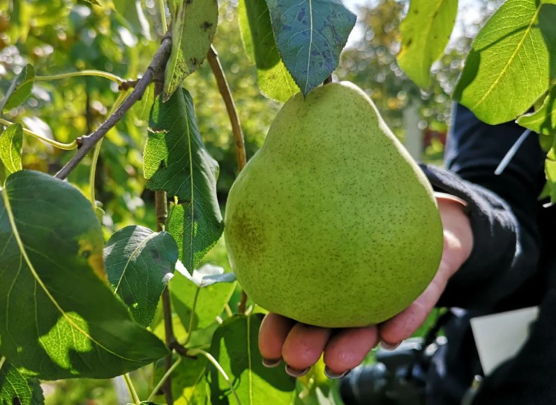 Сорт Кучерянка