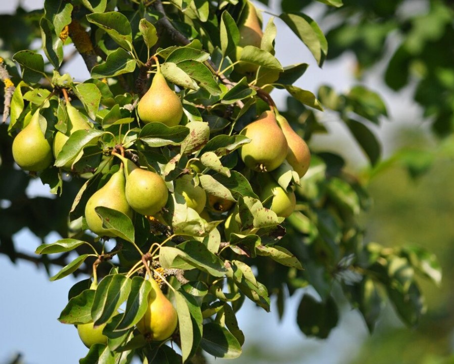 сорт Ленинградски