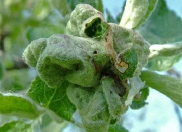 Гъсеница в листата Листовъртележка на крушово дърво