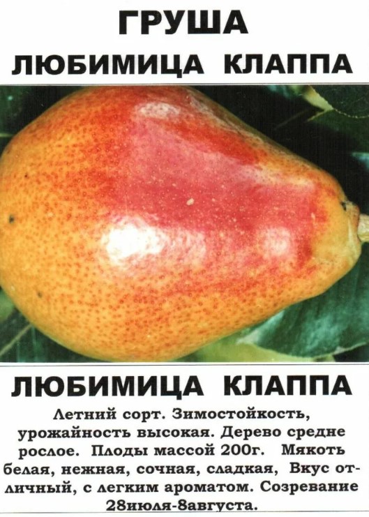 Любимото на Клап