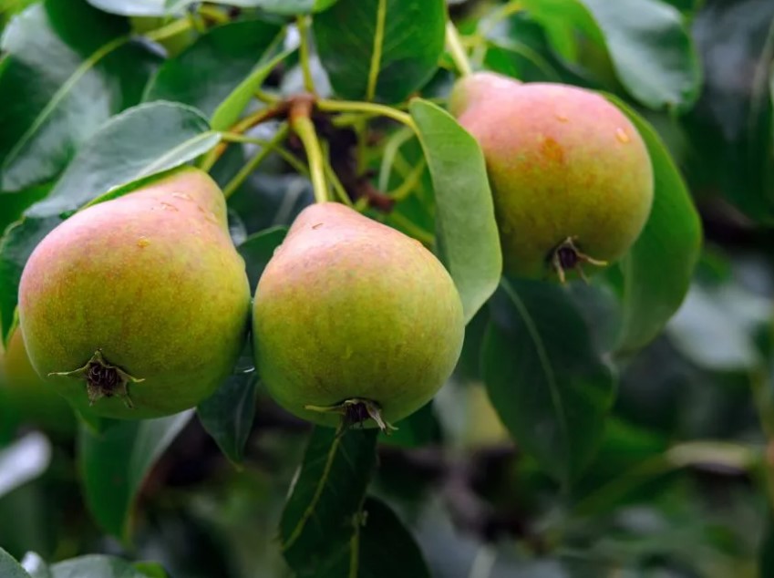 Сорт Любимица Яковлева