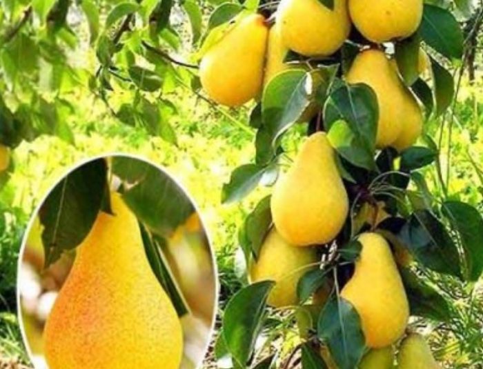 Медена круша Мед от колоновидна круша