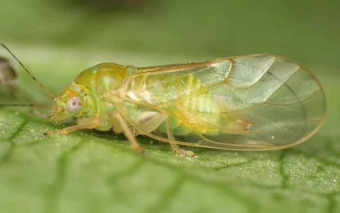 Крушов смукач Медна глава