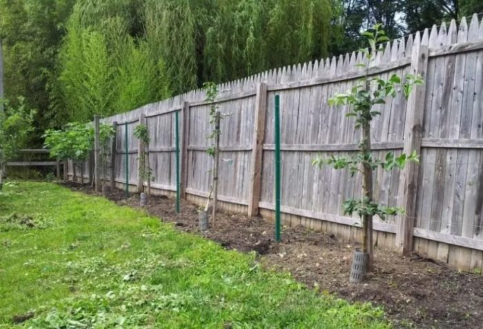 Пространството между дърветата Разстояние между дърветата