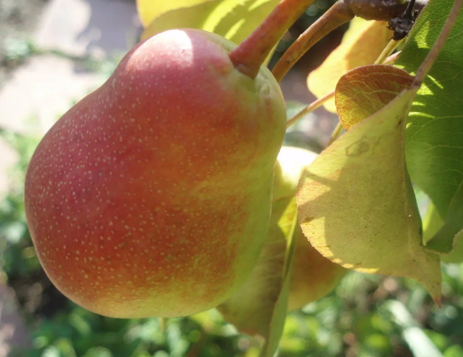 Мичуринская красавица