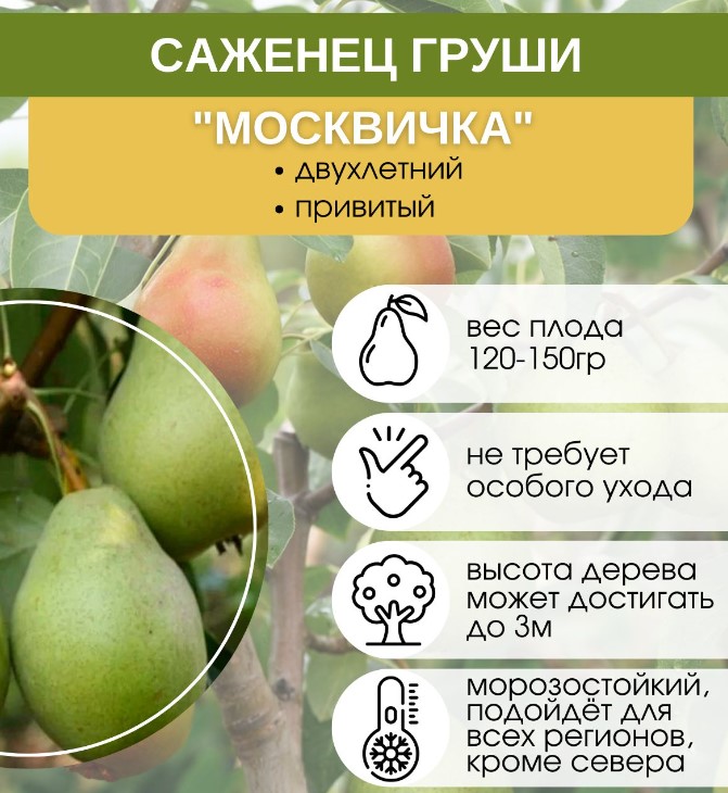 Сорт круша Москвичка