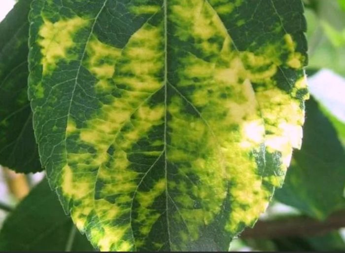 Листна мозаична болест Мозайка върху круша