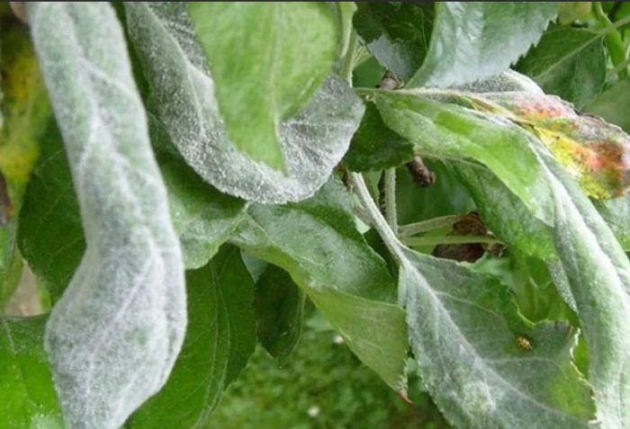 Брашнеста мана по листата Брашнеста мана по крушата