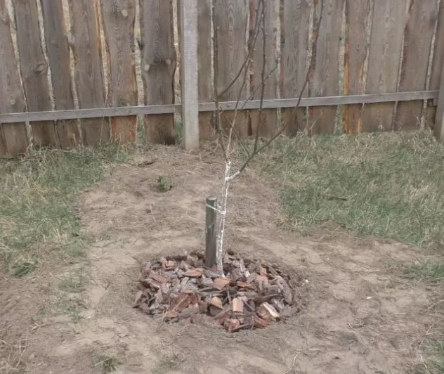 Жартиера на млад разсад Мулчиране на круши