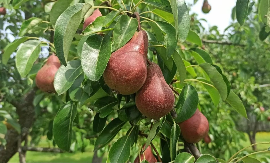 Елегантно облечена Ефимова