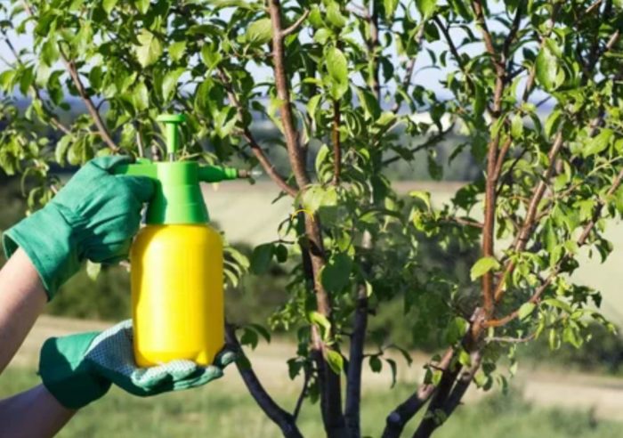 Пръскане на круши Преработка на круши