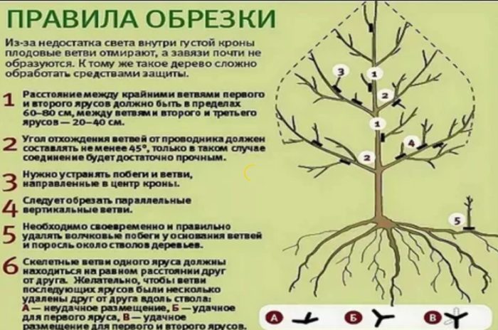 Правила за резитба на крушови дървета Подрязване на крушово дърво