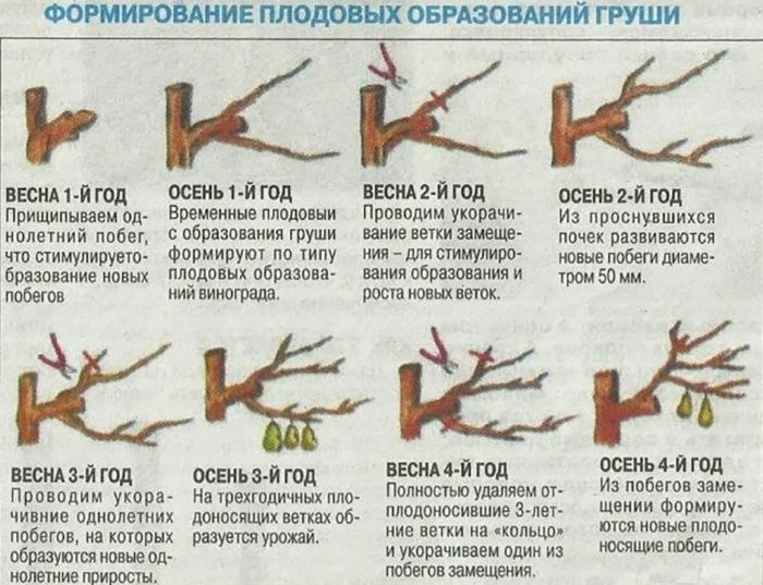 Подрязване на крушови дървета през пролетта и есента Правилно подрязване на крушови дървета