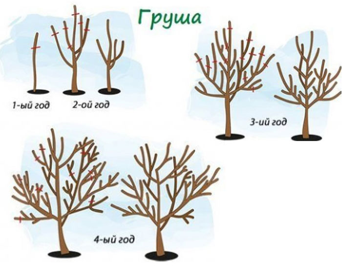 Подрязване на круши от различни години Подрязване на крушово дърво според възрастта му