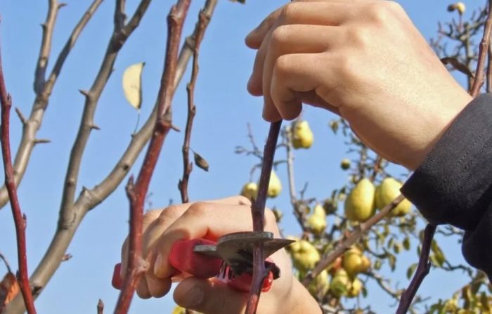 Подрязване на крушово дърво Подрязване на крушови дървета през есента