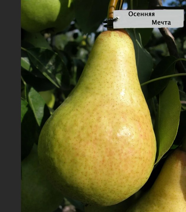 Есенна мечта с круша