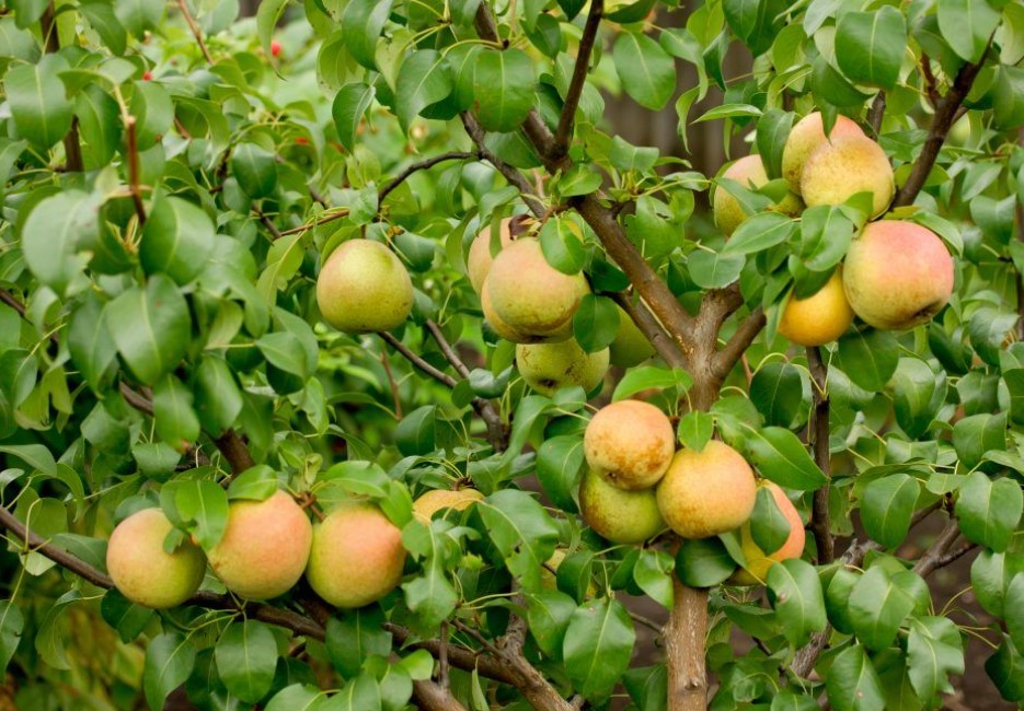 Сорт круша Отрадненская