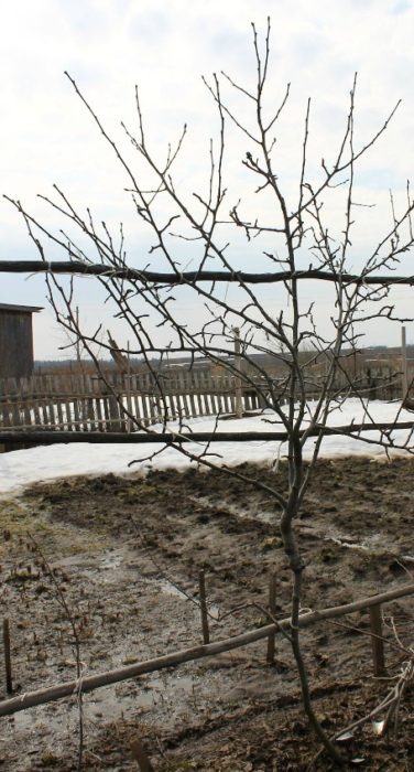 Присаждане на круша Ваксинация