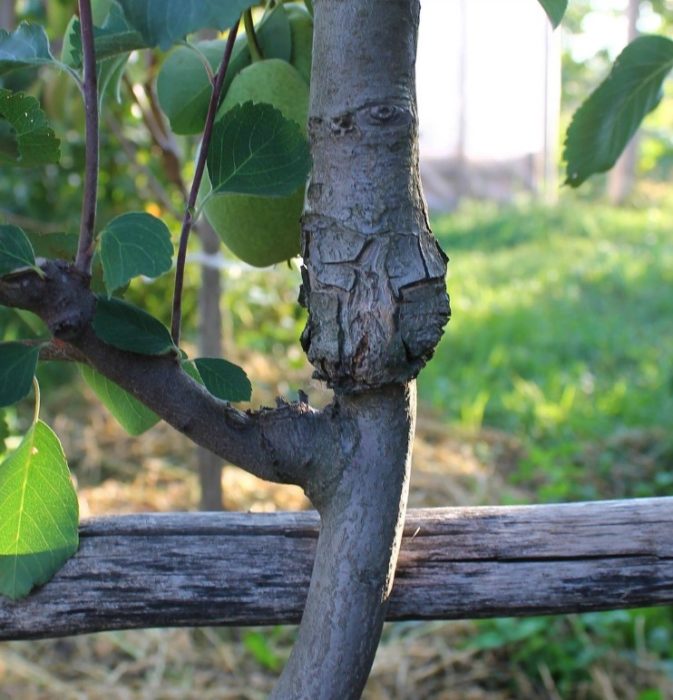 Присадка Място за ваксинация