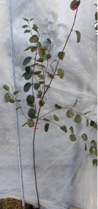 Мястото на ваксинация е посочено Силна подложка