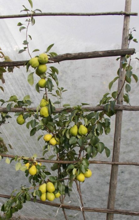 Тригодишен подложка Сортове Chizhovskaya и Avgustovskaya Rosa