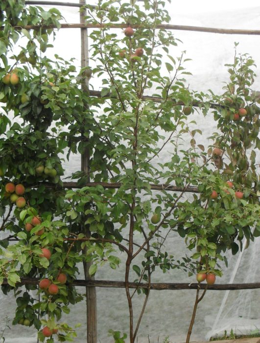 Круша Красули Сорт Красули