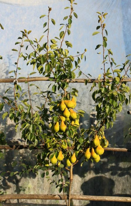 Присаден Златен Куйбишевски Златен сорт Куйбишевски