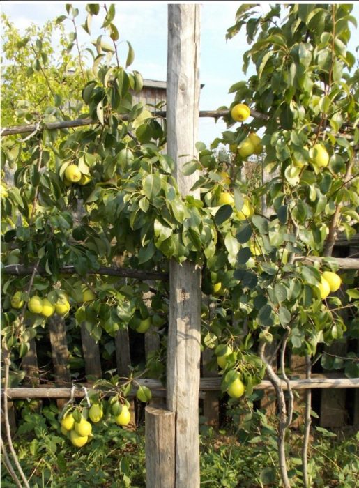 Третата година от сорта Чижовски Сорт Чижовски