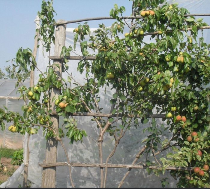 Празничен празник на разнообразието Сорт круша „Празнична“