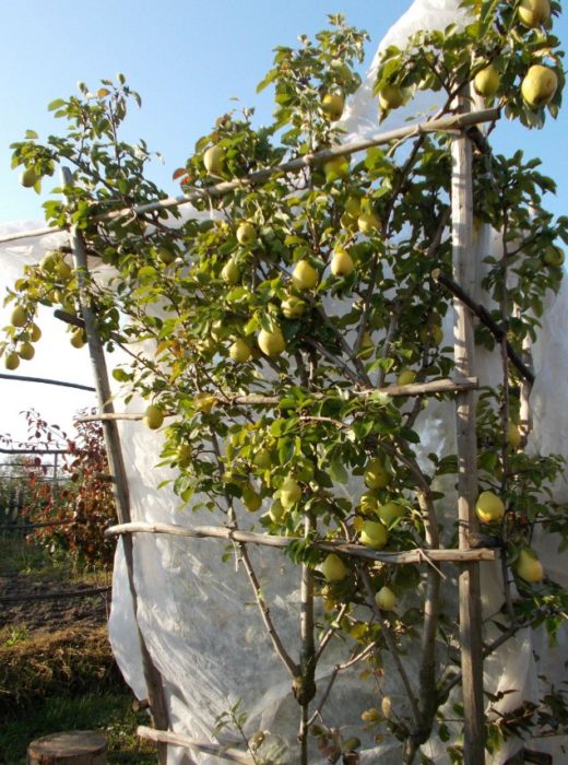 Сорт круша Жегалов Памет на Жегалов от естрадата