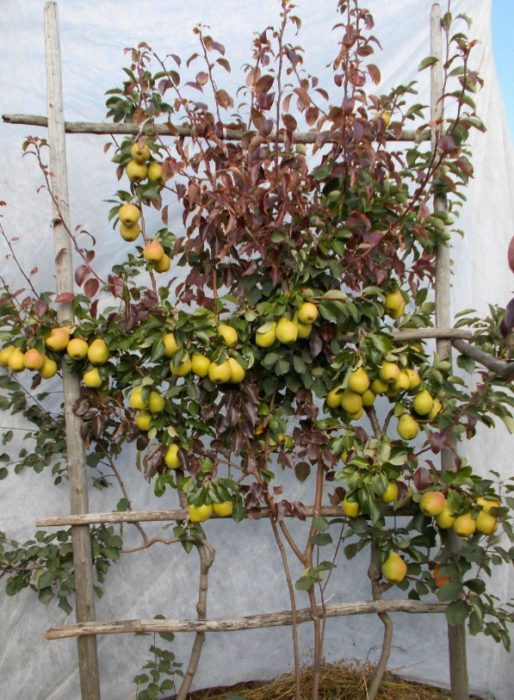 Круша, присадена към дивеч Ирга и круша