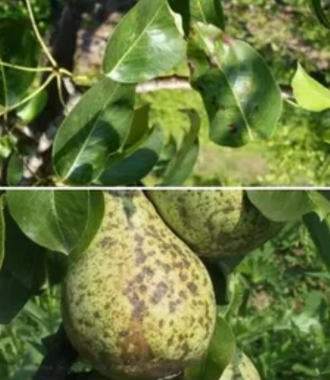 Петна по круша Краста по листата и плодовете