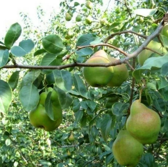 Разнообразие от пингвини