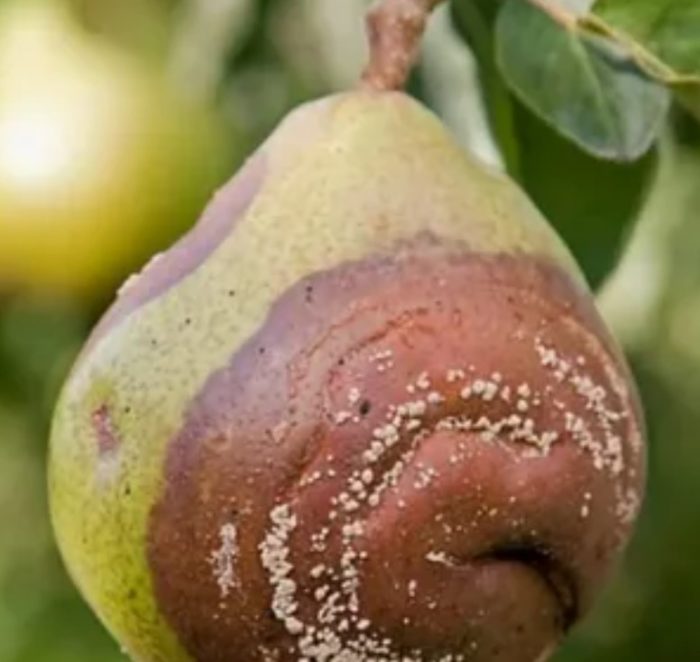 Монилиоза Гниене на крушови плодове