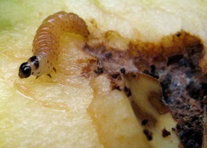 Гъсеница на ябълков молец Ябълков молец върху круша