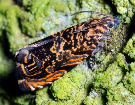 Вредител по крушите Листовъртележка на кората