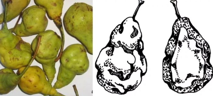 Деформация на плода Подкожно вирусно зацапване